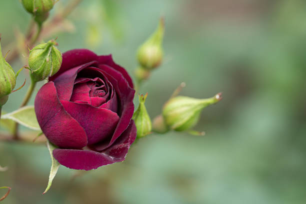 Close up of deep red Oppulence Rose with selective focus