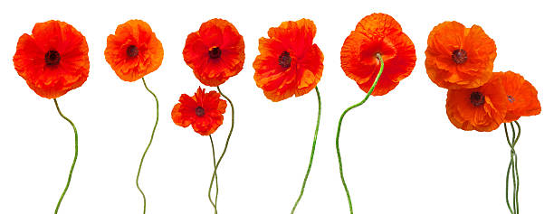 istock Poppy flowers collection isolated on white background. Flat lay, top view 2251799859