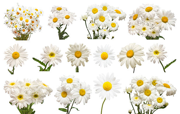 istock Collection white daisy flower isolated on white background. Medical chamomile. 2251800200