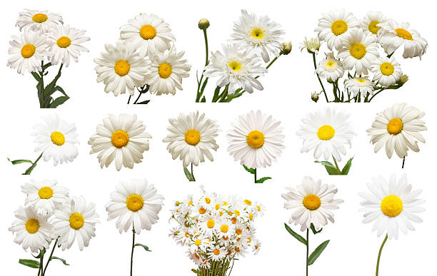 istock Collection white daisy flower isolated on white background. Medical chamomile. 2251800213