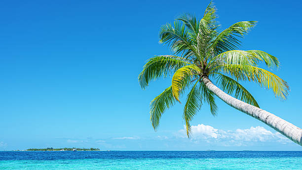 istock Coconut palm tree and beautiful turquoise sea with sunny blue sky copy space scene 2251800401