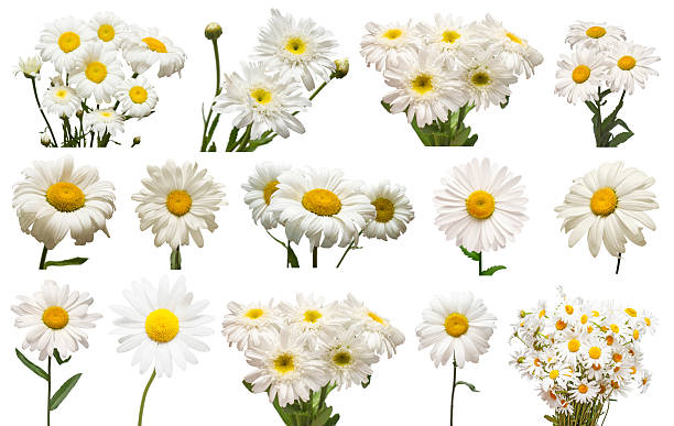 istock Collection white daisy flower isolated on white background. Medical chamomile. 2251800529