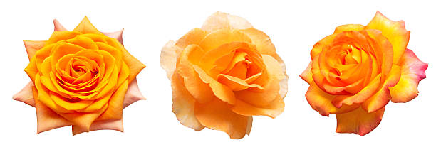 istock Set flower orange rose isolated on white background. Creative composition flora. Top view, flat lay 2251800629