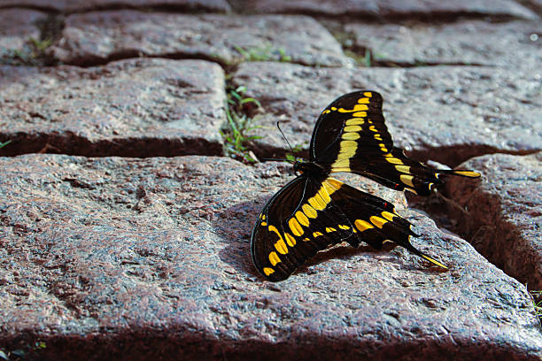 Even a small butterfly shows its beauty, have you noticed it?
