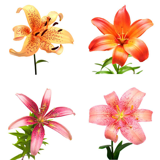 Collection lily flower isolated on white background. Fashionable creative floral composition. Summer, spring. Flat lay, top view