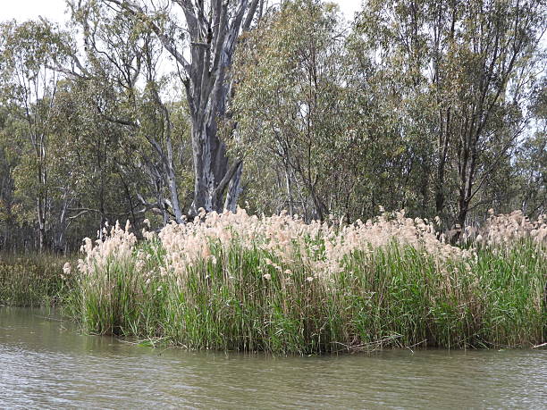 The mighty Murray River, Australia’s longest, is poetically called a “river of islands.” Over its 2,500-kilometre journey, it braids through countless sandy islets, ephemeral mudbanks, and lush, permanent islands cloaked in river red gums. These landforms create a dynamic, ever-changing labyrinth of channels and lagoons. They are vital sanctuaries for birds, fish, and wildlife, forming the lush backbone of the river red gum forests that define this iconic waterway’s character and ecological heart. Above lake Mulwala New South Wales Australia