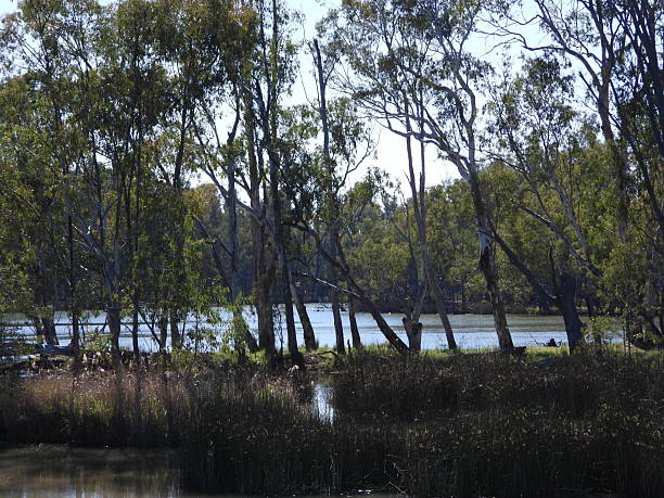 istock Australian Rivers and Gum Trees 2251805773