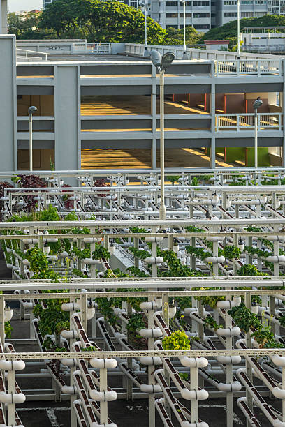 Roof top planting and growing vegetables