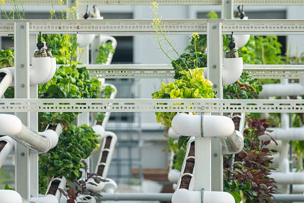 istock Roof top planting and growing vegetables 2251806059