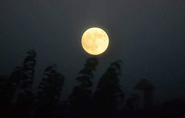 istock The Moon Above a Treetop 2251806062