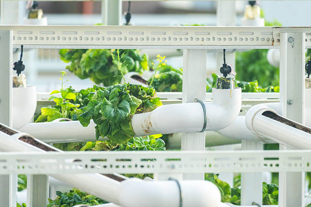 istock Roof top planting and growing vegetables 2251806064