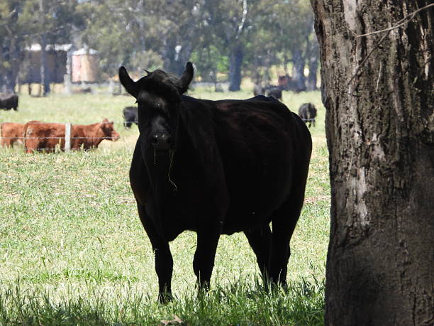 istock Farm Animals Australia 2251806551