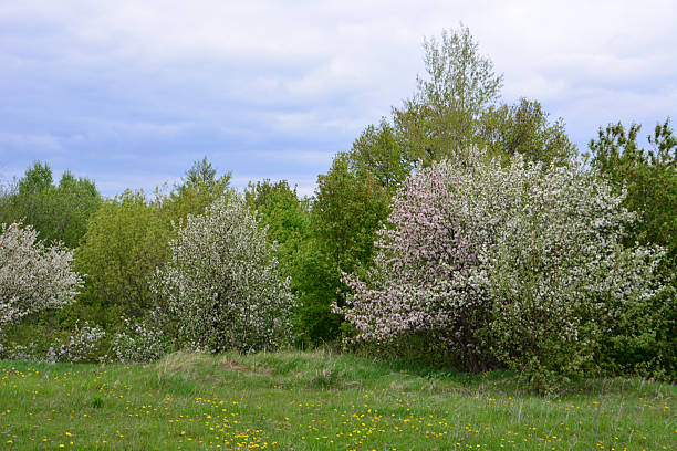 Vibrant Spring Landscape with Blooming Trees