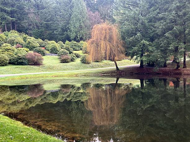 Forest land after rain