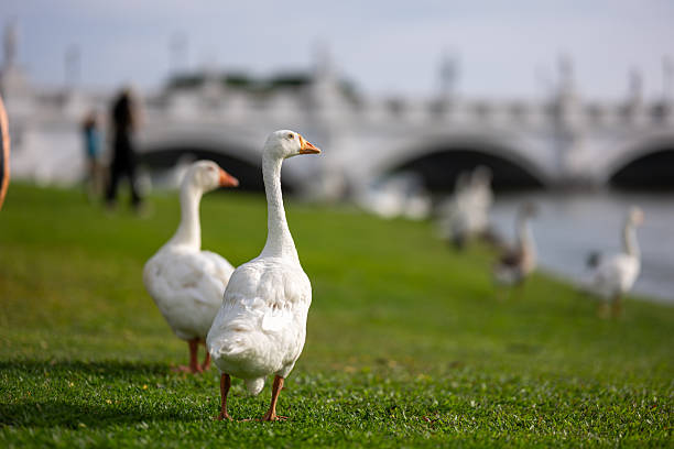 Buenos Aires, Argentina -March 14 , 2018.Public park in Palermo in Buenos Aires.People relaxing in park. Geese and pigeons on the lakeside.