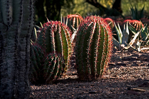 Phoenix Arizona