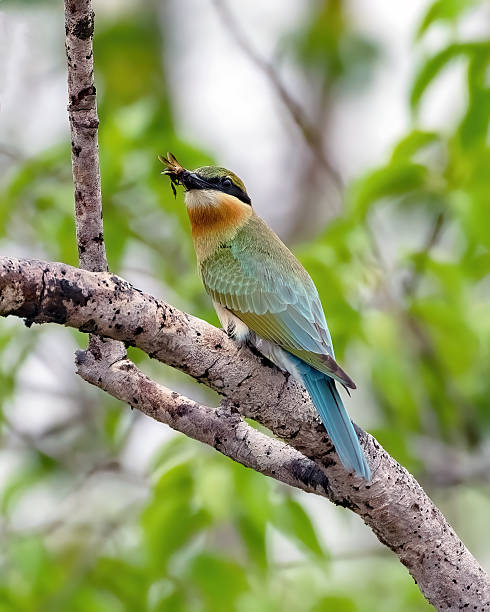 istock Blue tailed bee eater perched on tree branch holding insect prey. 2251812797