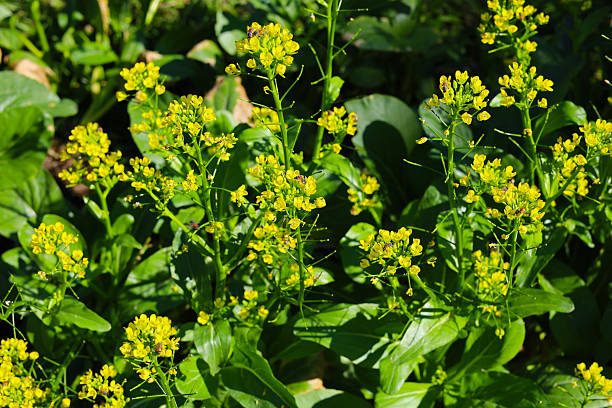 istock Choy Sum or Flowering Pak Choi 2251813392