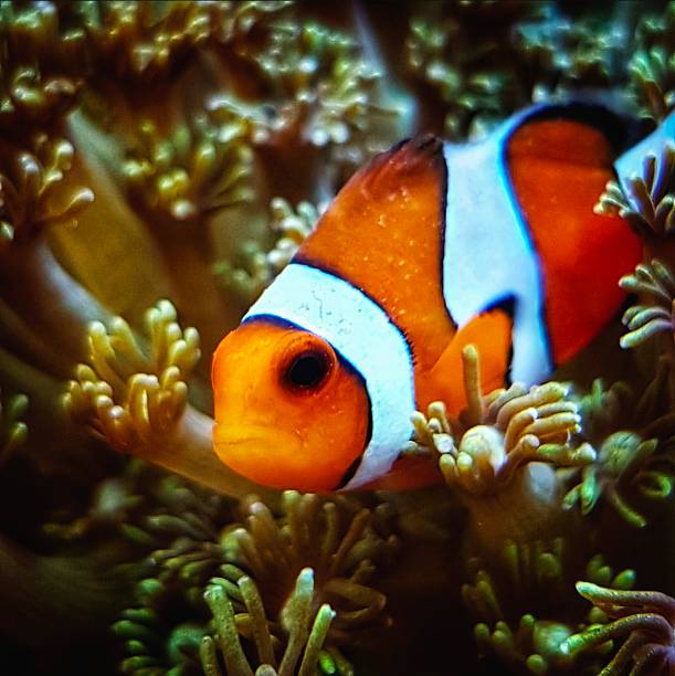 a specimen of amphiprion ocellaris or said clown fish among the corals