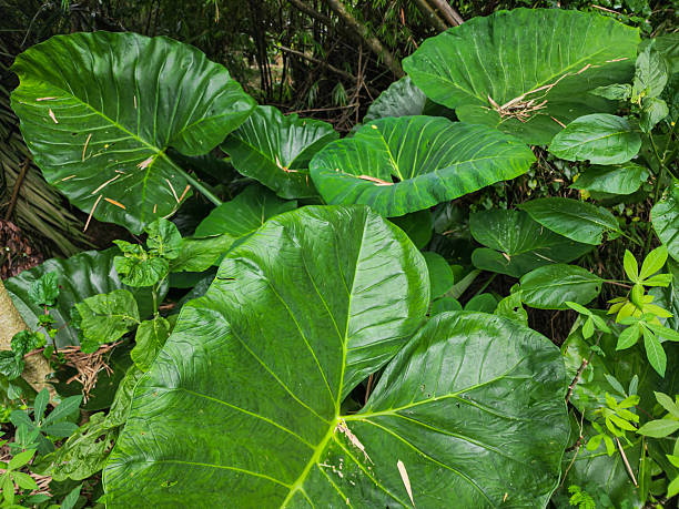istock Large green taro leaves in wild vegetation, broad leaf vein pattern and glossy surface, tropical garden foliage background and natural plant growth concept 2251815404