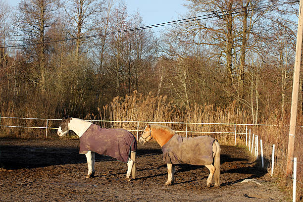 istock Two horses standing in line 2251815976