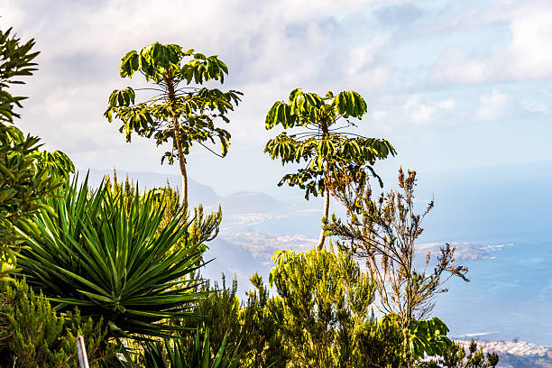 istock Landscape in La Corujera, Tenerife. 2251817095