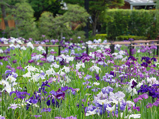 istock Iris flowers in full bloom at Horikiri Iris Garden, Tokyo 2251817252