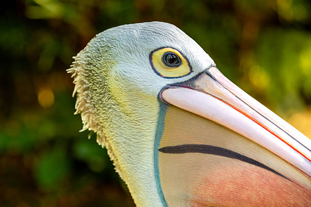 Pelican, close-up.