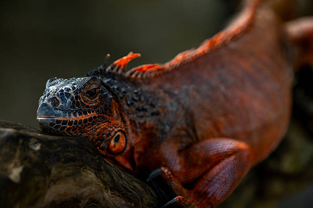 istock A large red iguana sitting watching me photograph him 2251817989