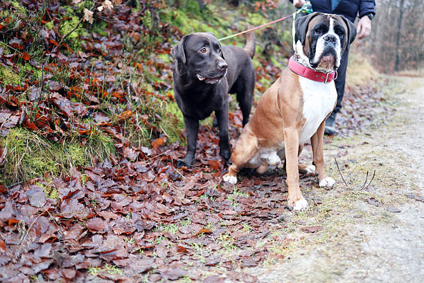 Two Dogs on a Leash Walking Through an Autumn Forest
