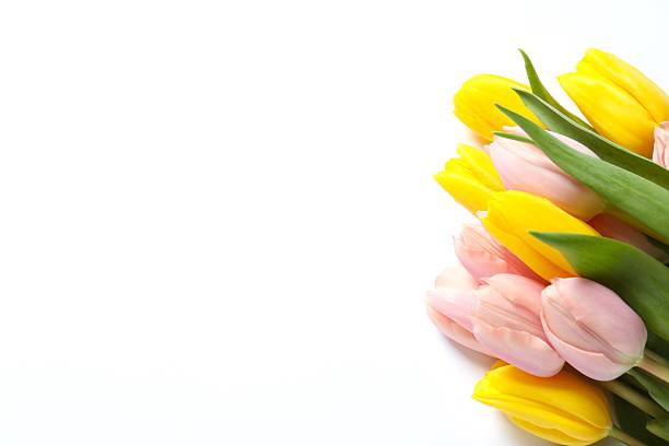Beautiful fresh tulips on white background