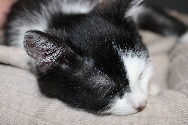 A black and white cat is peacefully sleeping on a soft blanket. The cat's eyes are closed, and it looks comfortable and relaxed in a cozy atmosphere.