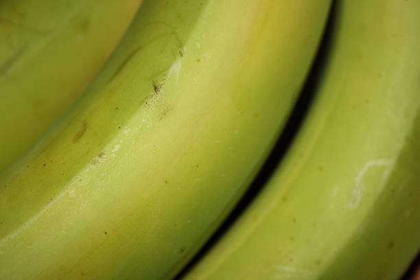 Fresh green banana on tree