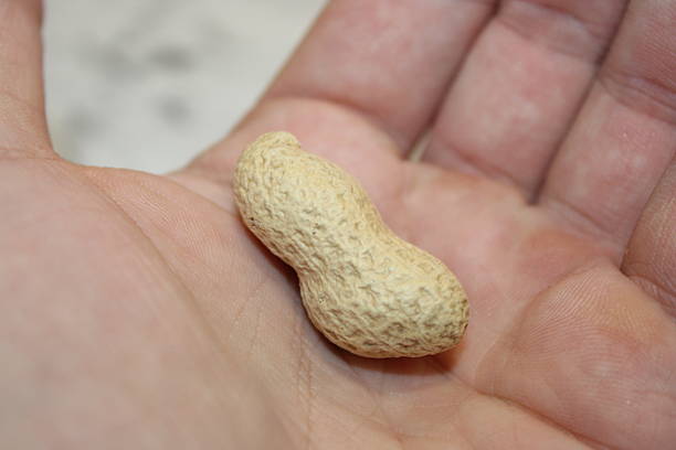 istock Peanut held in hand showing texture and size with simple background in a neat indoor setting 2251818730