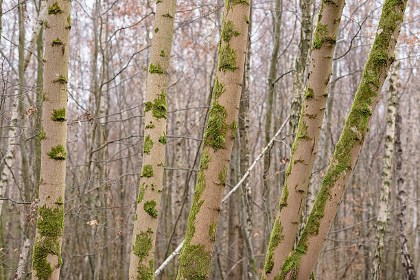 Trees in a forest covered with green moss during autumn season