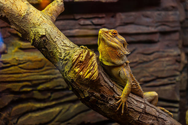 istock Bearded dragon resting on a branch in terrarium 2251819049