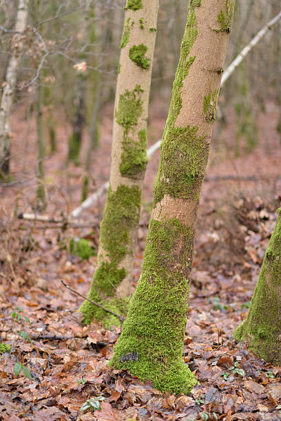 istock Trees in a forest covered with green moss during autumn season 2251819496