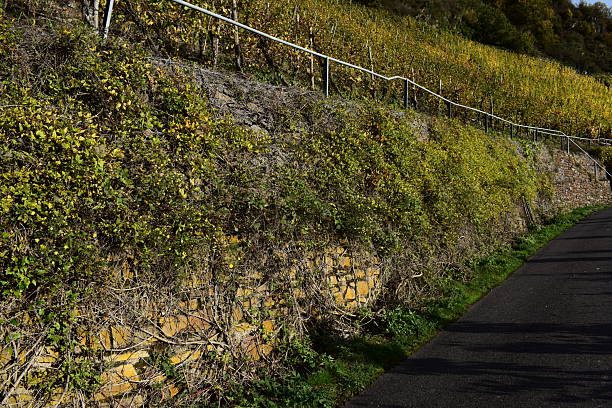 Mosel valley in autumn