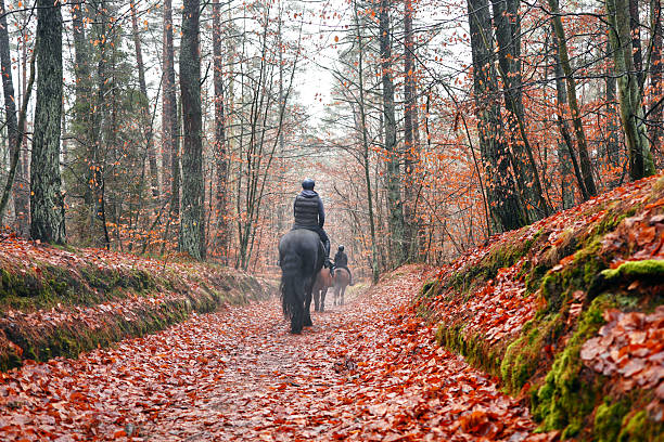 Home from the hunt, smartly turned out but muddy young woman and her horse heading him after a day following the hunt in the Shropshire countryside.