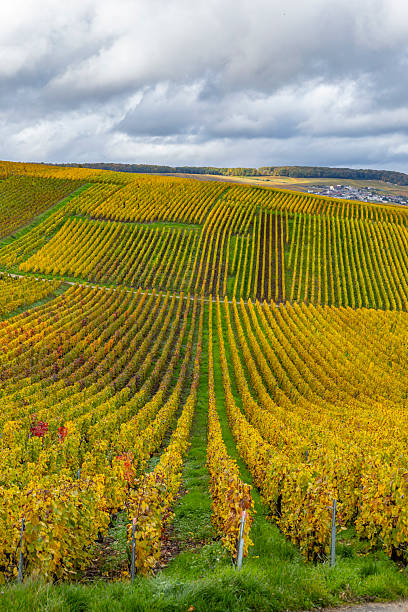 istock Grauves vineyard rows transforming creating autumn champagne landscape 2251821877