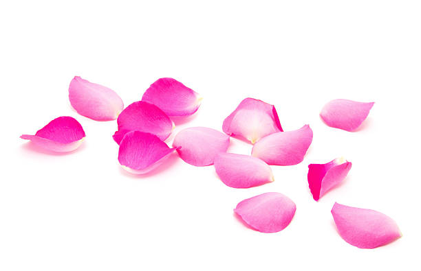 istock Petals of roses on a white background 2251822131