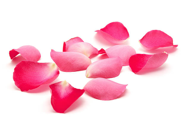 istock Petals of roses on a white background 2251822135