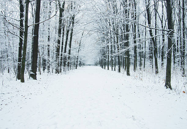 Road in the snowy winter forest