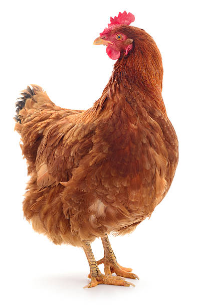 istock Brown laying hen chicken standing isolated on white 2251822274