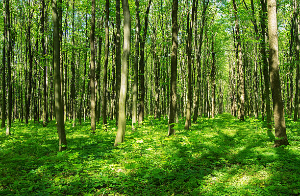 istock beautiful green forest in spring 2251822339