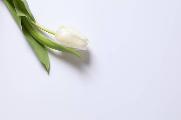 istock Beautiful white tulip on light background 2251823124
