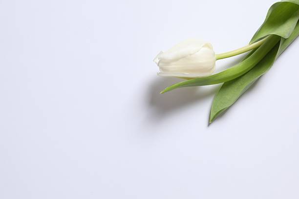 istock Beautiful white tulip on light background 2251823125