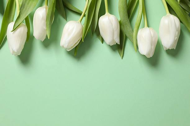 istock Beautiful white tulips on colored background 2251823178