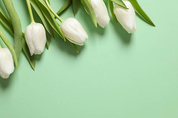 istock Beautiful white tulips on colored background 2251823195