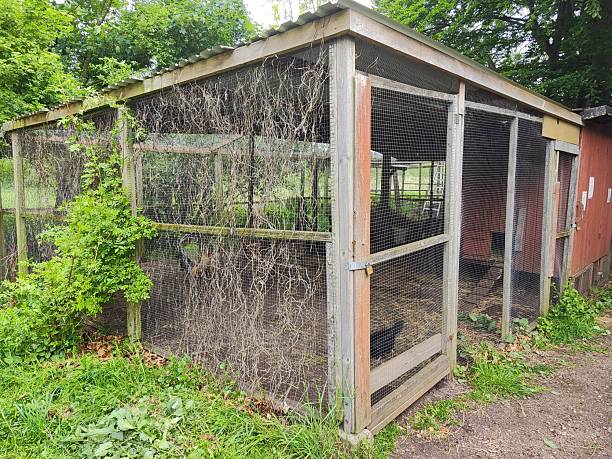 istock Overgrown chicken enclosure in the village 2251824319